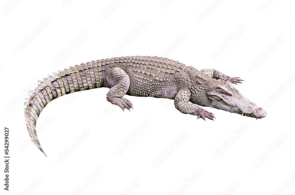 Fototapeta premium crocodile on white backgroung