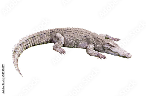 crocodile on white backgroung