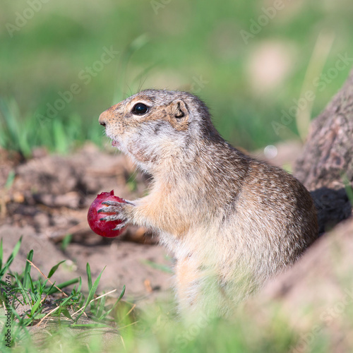 Gopher eats grape