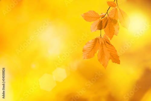 Autumn foliage