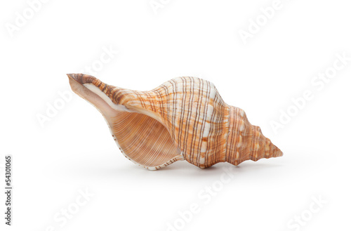 Sea shell, isolated on white background