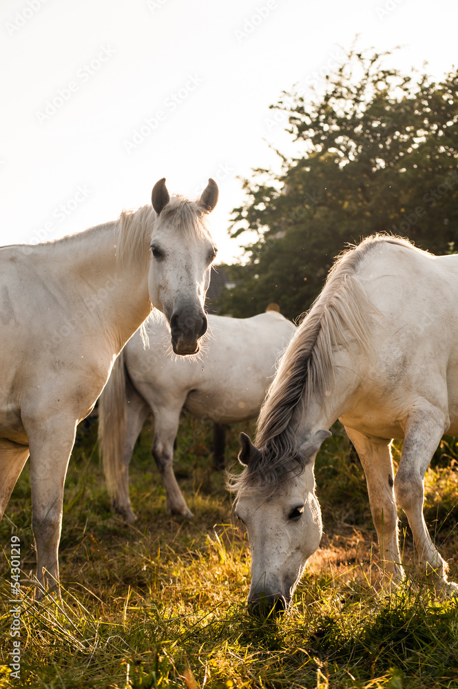 Obraz premium ponies gazing at sunset