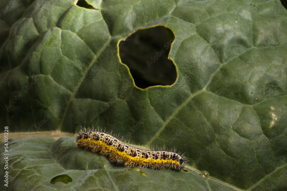 Naklejka premium caterpillar on cabbage