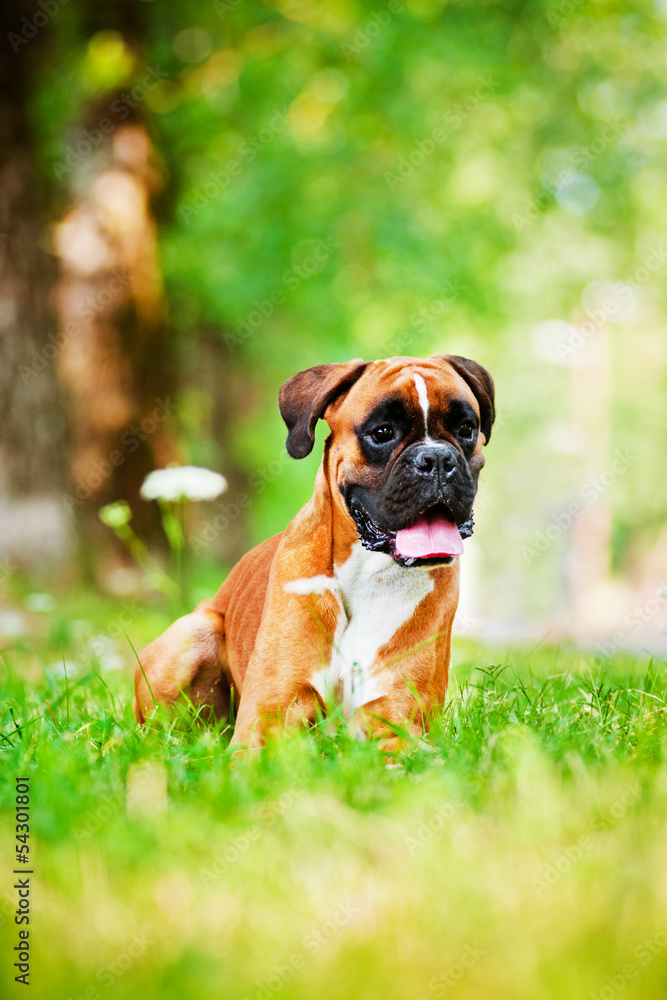 red german boxer dog portrait in summer