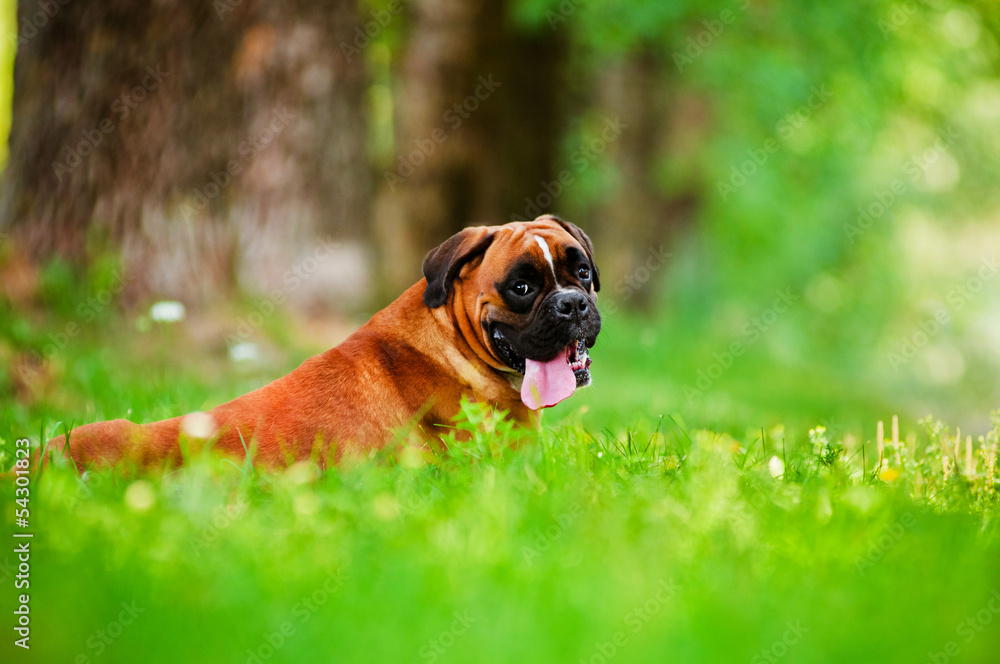 red german boxer dog portrait