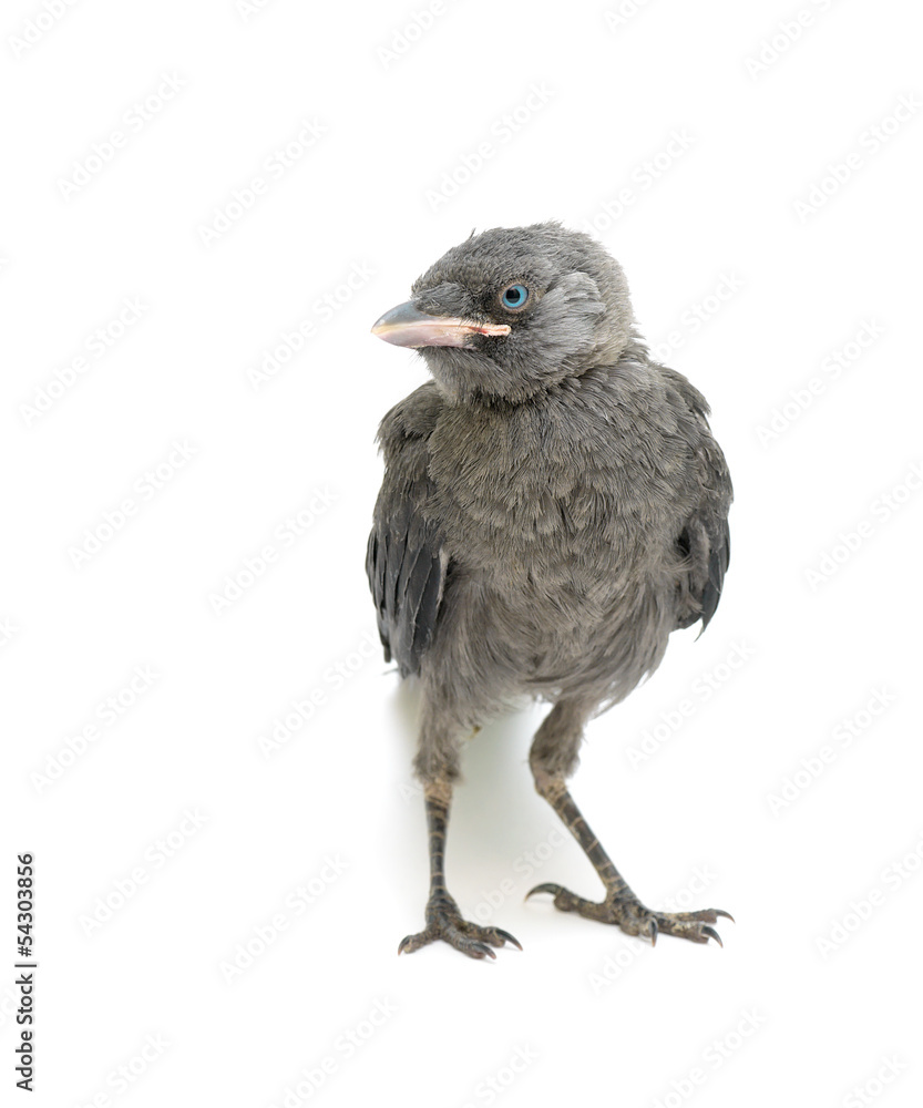 Obraz premium bird on a white background