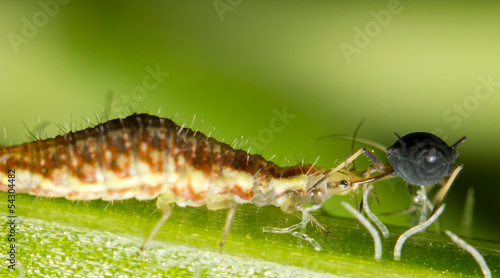 A larva of common Green Lacewing feeding on an aphid