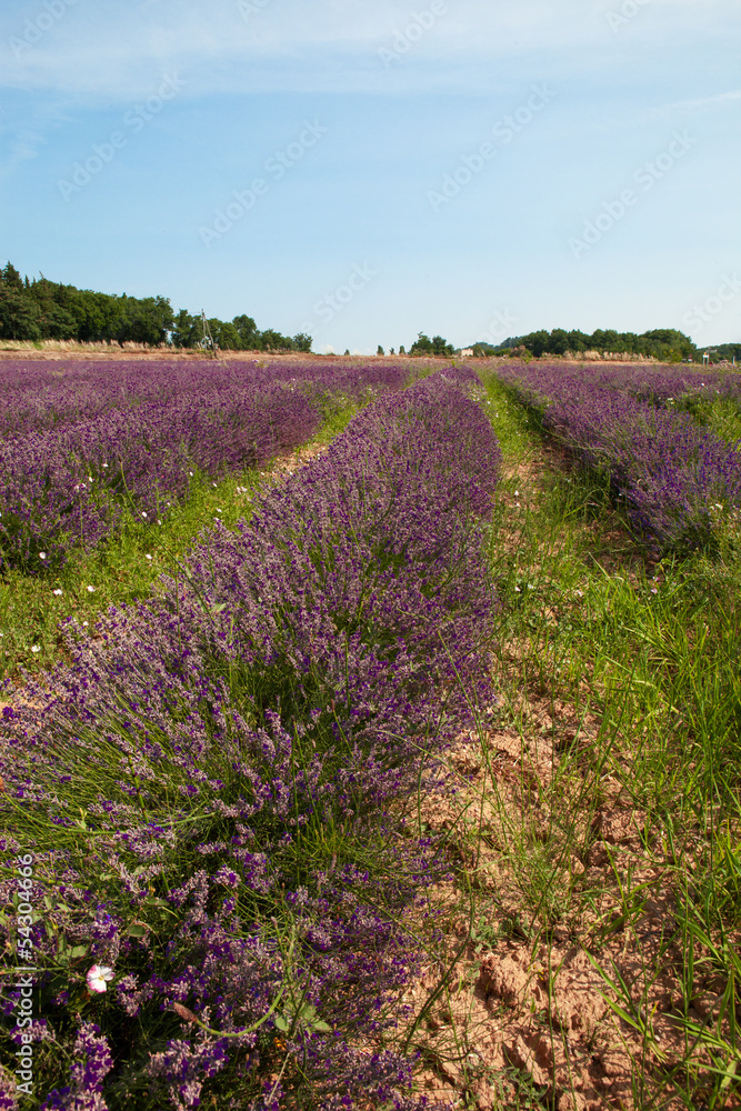 Obraz premium CHAP LAVANDE PROVENCE