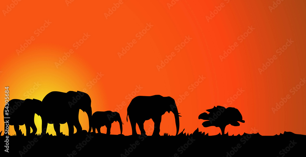 Elephants & Sunset