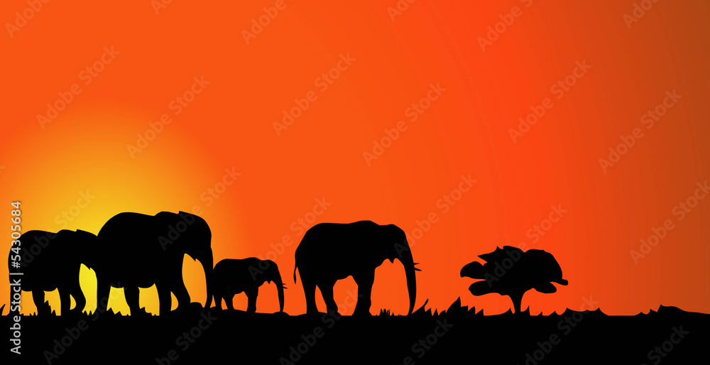 Fototapeta premium Elephants & Sunset