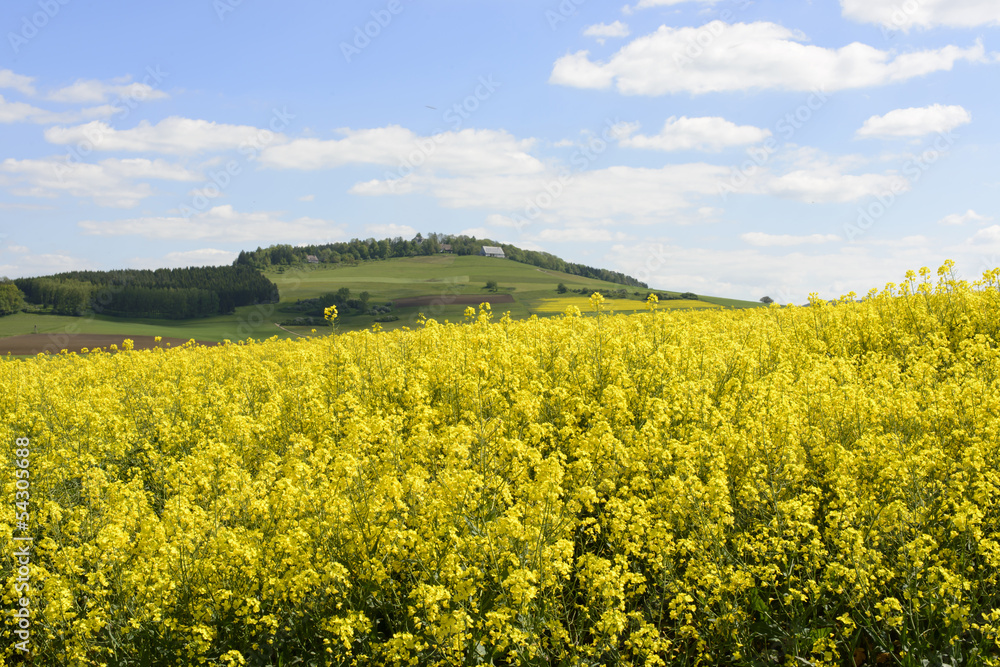 yellow rapeseed in Baden country, Geisingen