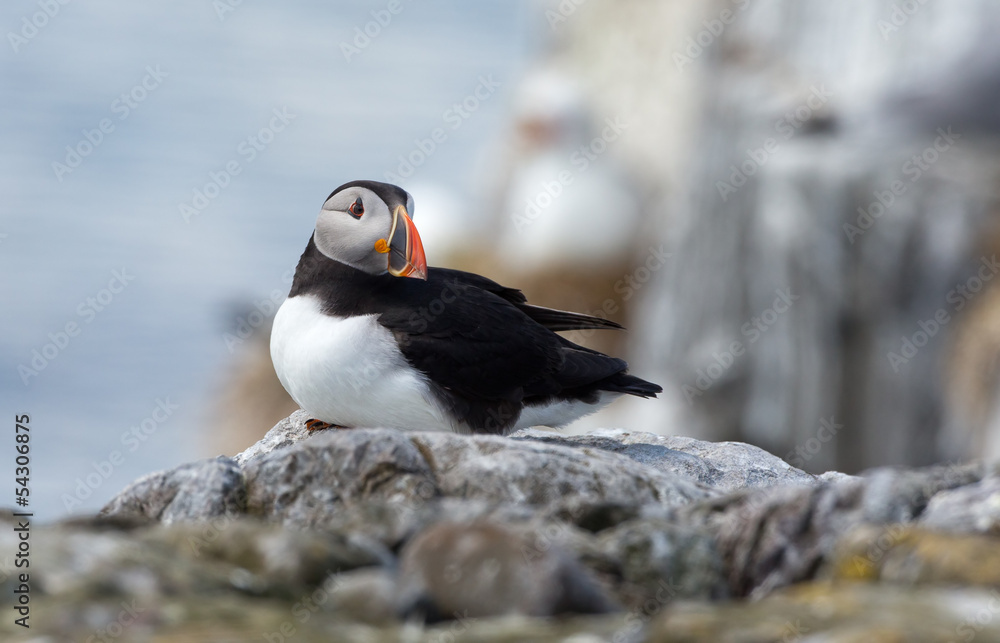 Fototapeta premium Puffin on a rock