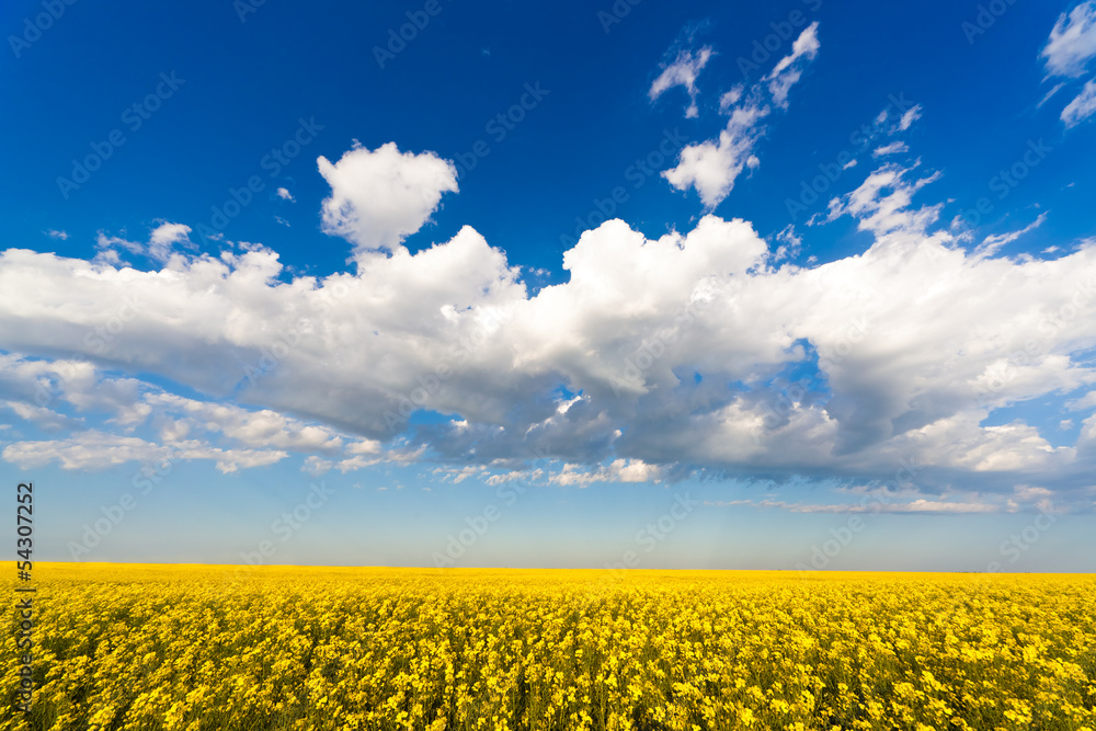 Obraz premium Yellow flowers field