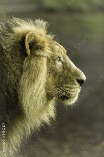 Fototapeta Naklejka Na Ścianę i Meble -  Male lion portrait