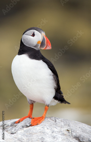 Puffin on a rock