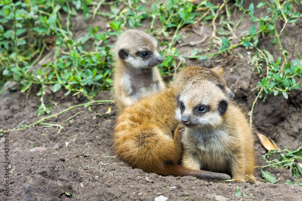 Fototapeta premium Suricate or meerkat (Suricata suricatta) babies