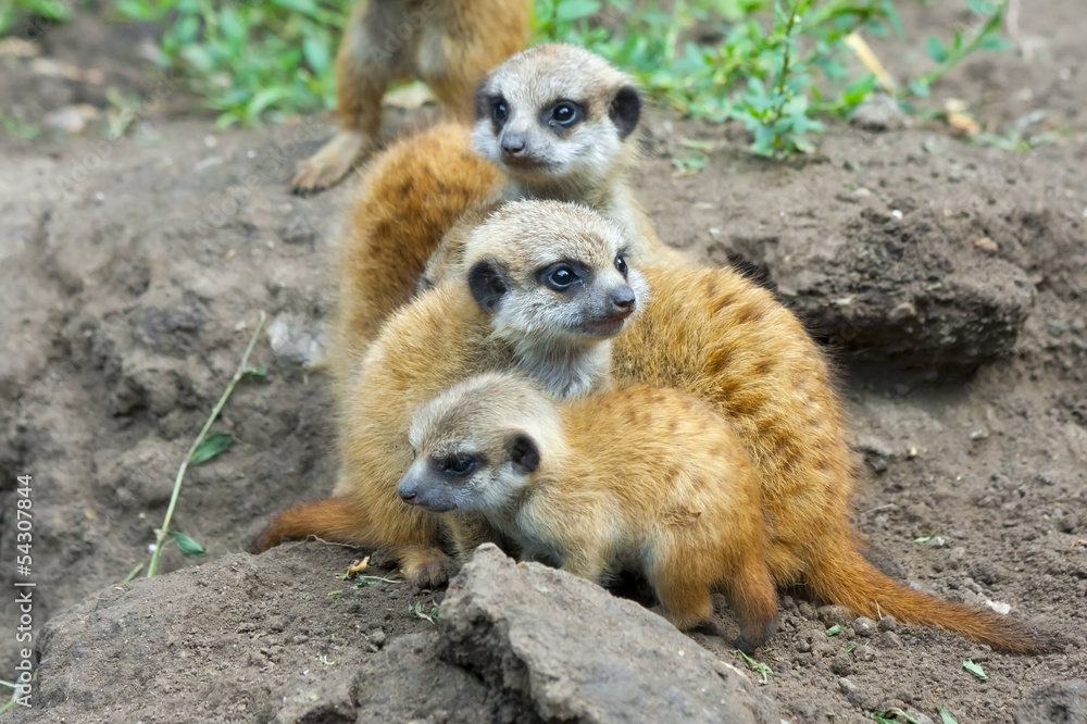 Fototapeta premium Suricate or meerkat (Suricata suricatta) babies