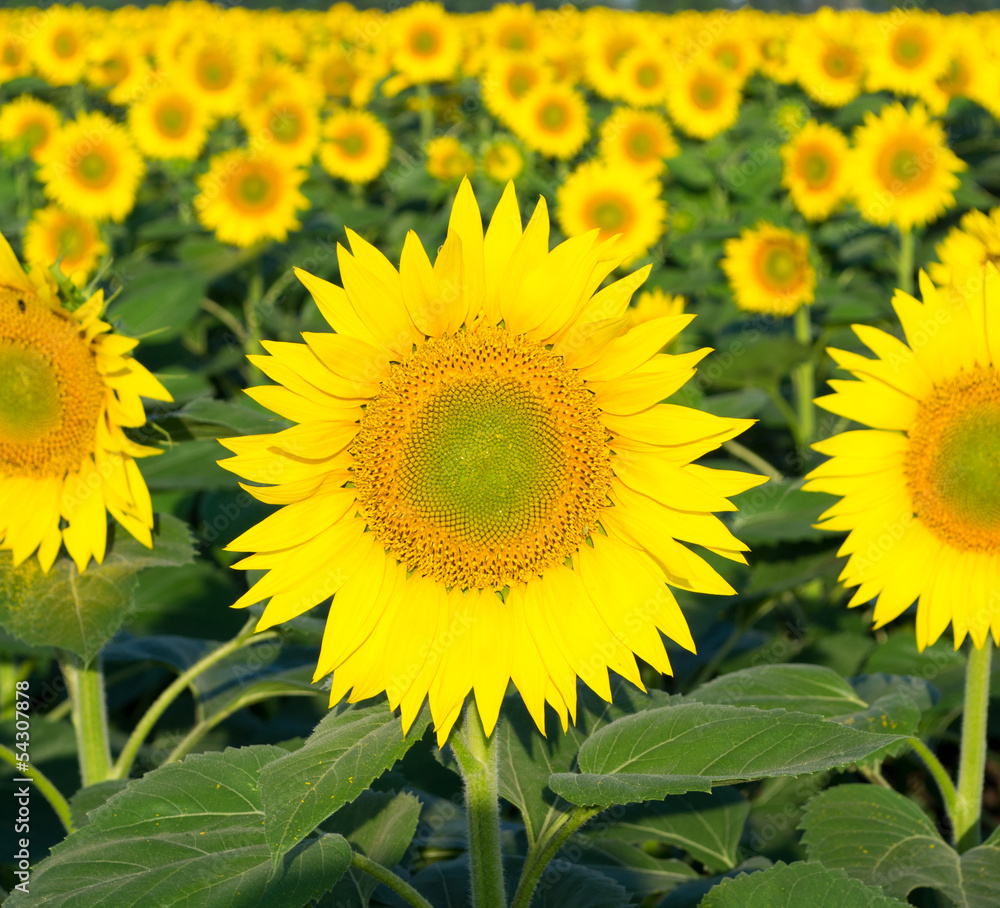 Fototapeta premium Sunflower