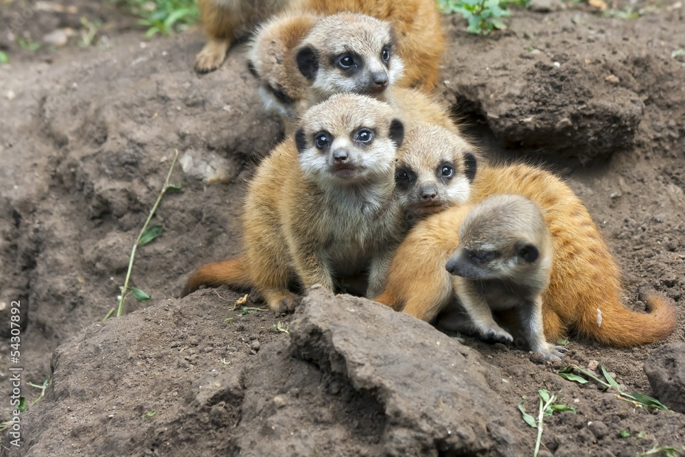 Suricate or meerkat (Suricata suricatta) babies Suricate or meerkat (Suricata suricatta) babies