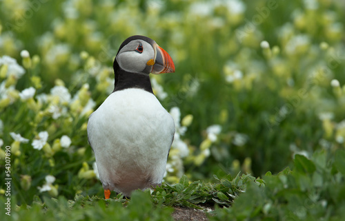 Puffin between with flowers © Menno Schaefer