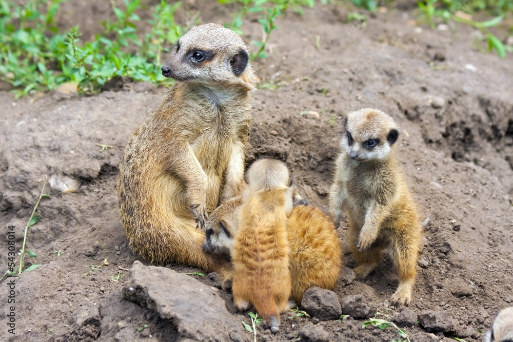 Suricate or meerkat (Suricata suricatta) babies Suricate or meerkat (Suricata suricatta) babies