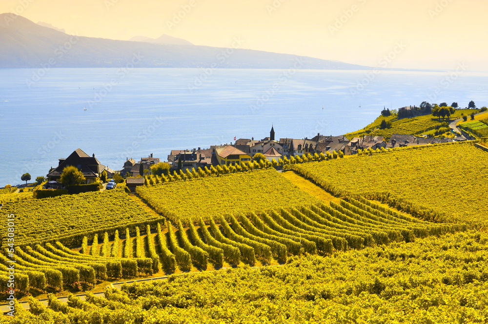 Vineyards in Lavaux, Switzerland