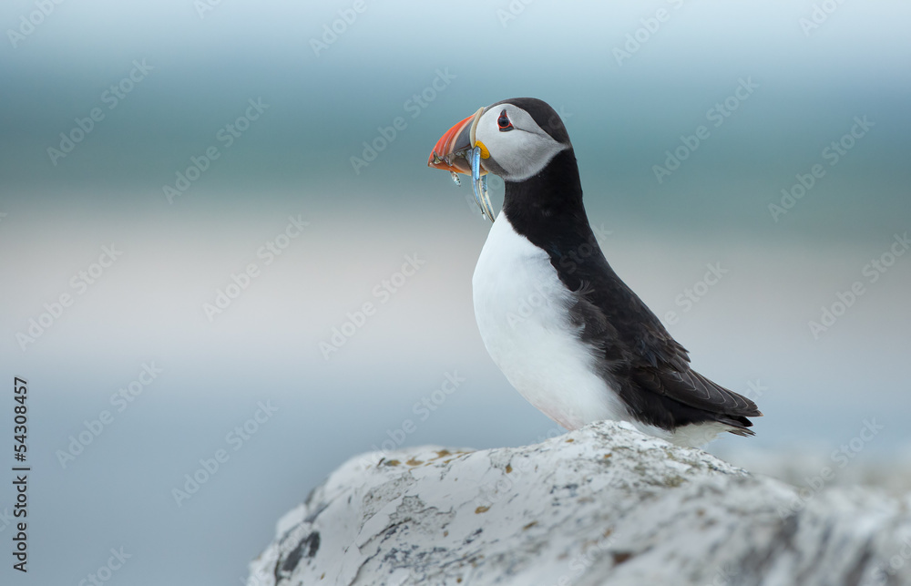 Fototapeta premium Puffin on a rock