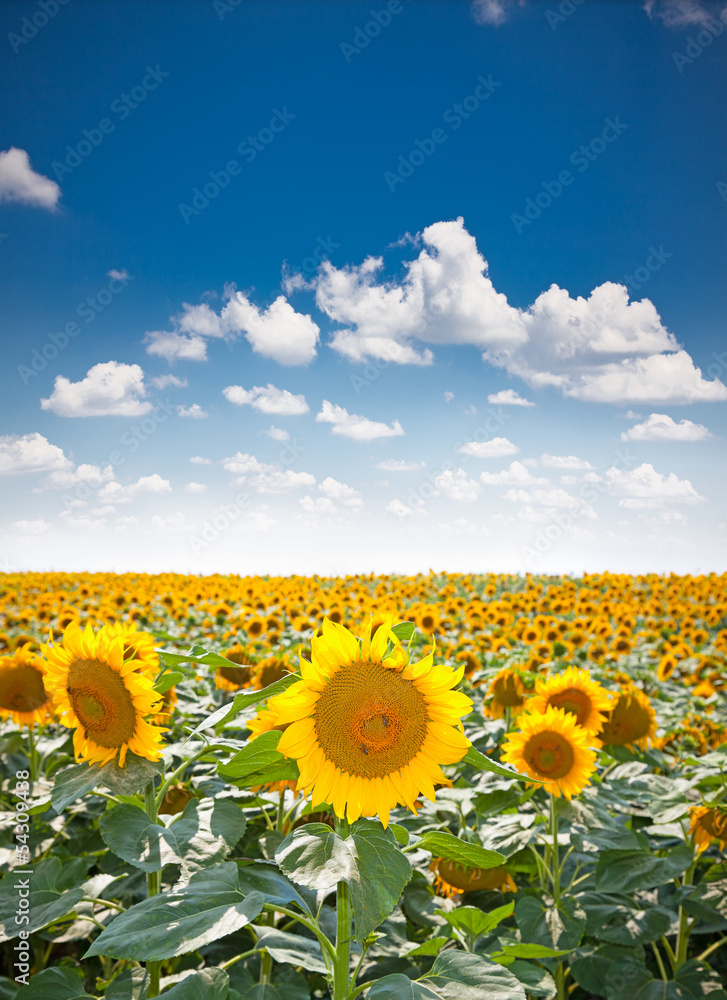 Fototapeta premium Beautiful sunflower field in Staro Selo, Serbia.