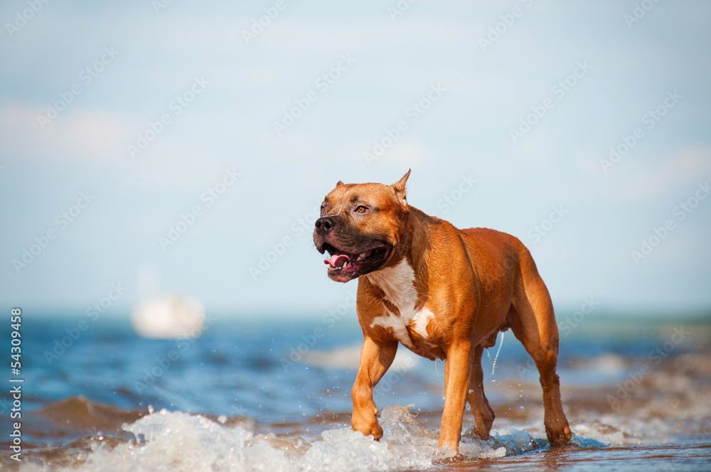 american staffordshire terrier dog walking on the beach american staffordshire terrier dog walking on the beach