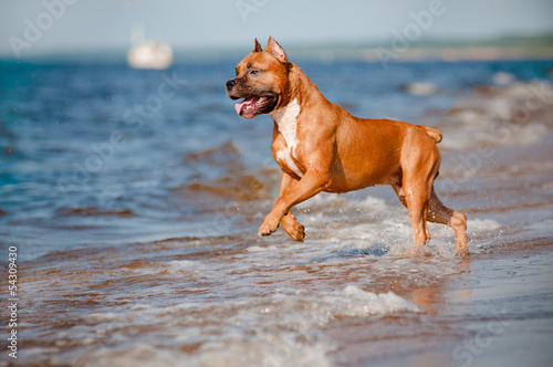 Fototapeta Naklejka Na Ścianę i Meble -  red staffordshire terrier dog running on the beach