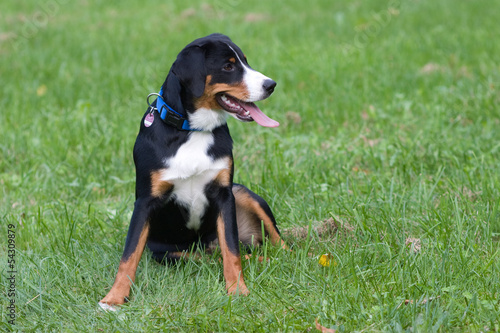 Appenzeller Sennenhund spielt und springt auf einer Wiese