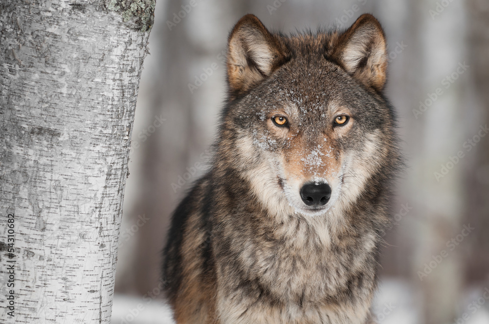 Grey Wolf (Canis lupus) Next to Birch Tree