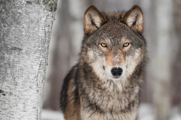 Wandcirkels Wolf Grijze wolf naast berkenboom  © hkuchera