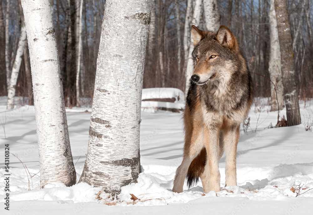 Naklejka premium Grey Wolf (Canis lupus) Stands in Treeline with Birch Tree