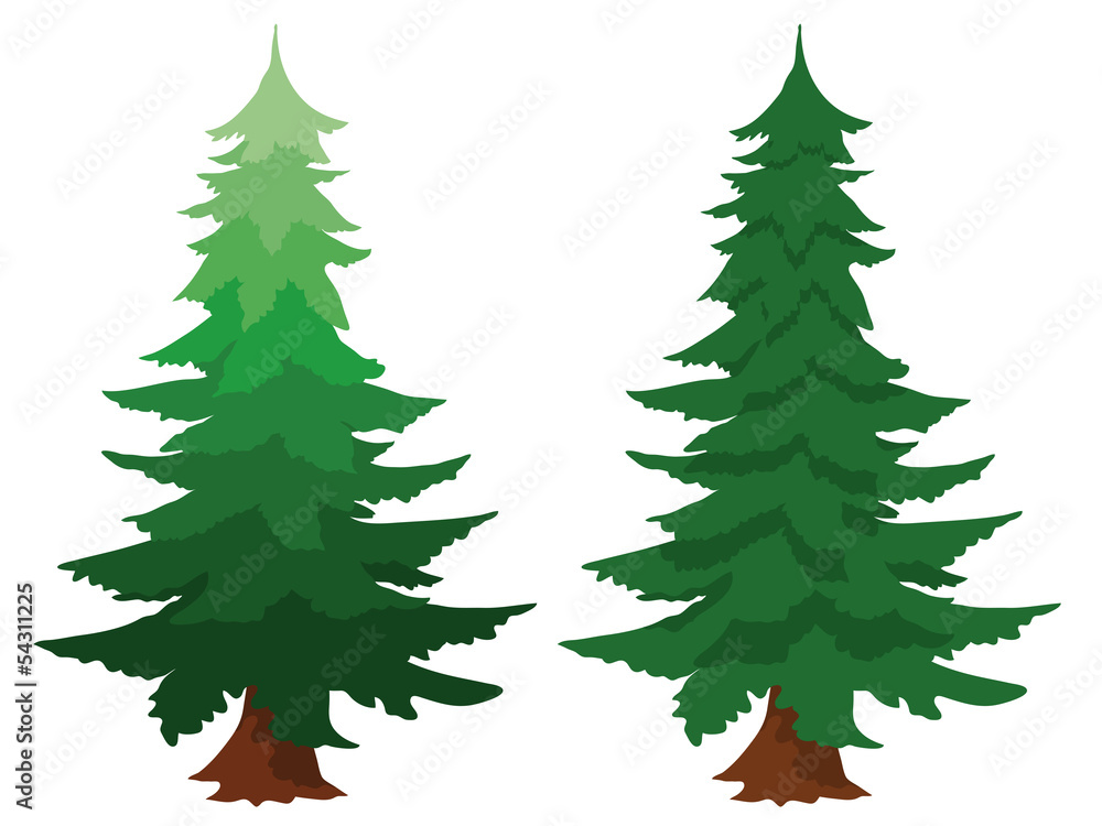 Two evergreen fir trees