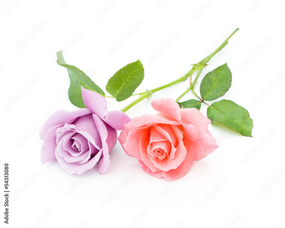 two roses are on a white background two roses are on a white background
