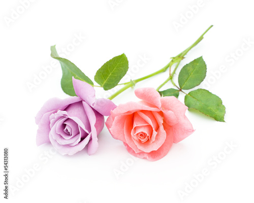 two roses are on a white background