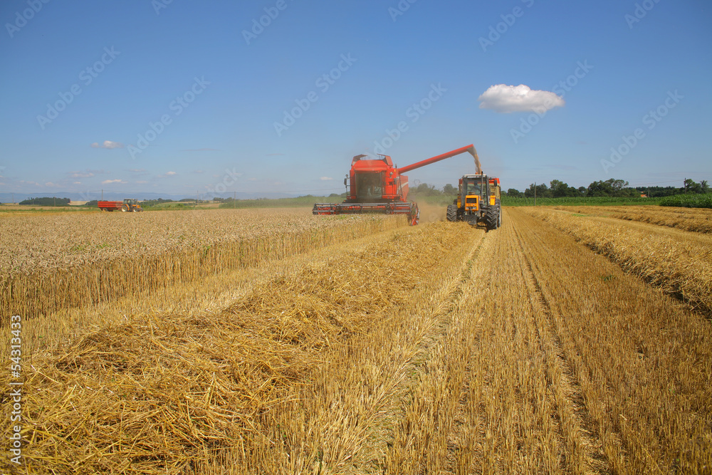 Obraz premium moisson du blé