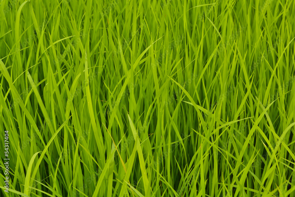 Obraz premium Rice fields