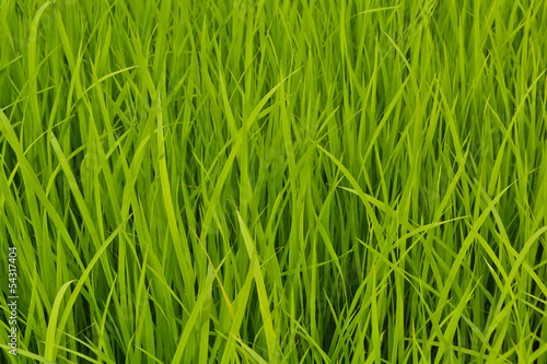 Rice fields