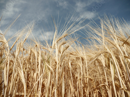 Barley   barley on summer day