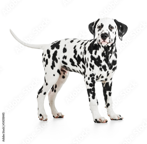 Standing Dalmatian dog isolated on white