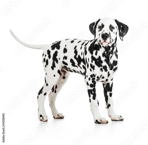 Wallpaper Mural Standing Dalmatian dog isolated on white Torontodigital.ca