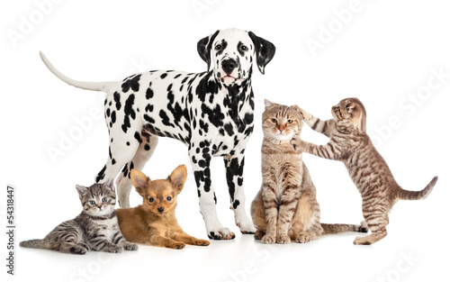 pets animals group collage for veterinary or petshop isolated