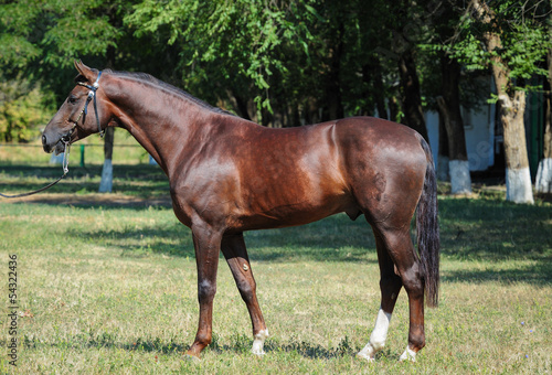 Fotografie Trakehner stallion