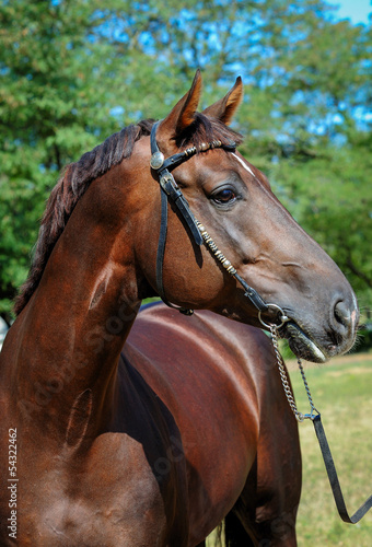 Trakehner stallion © Julia Remezova