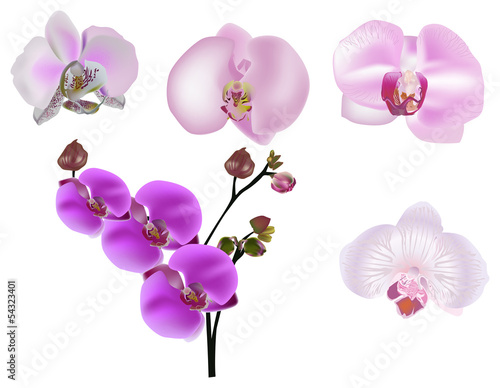 pink orchids flowers on white collection