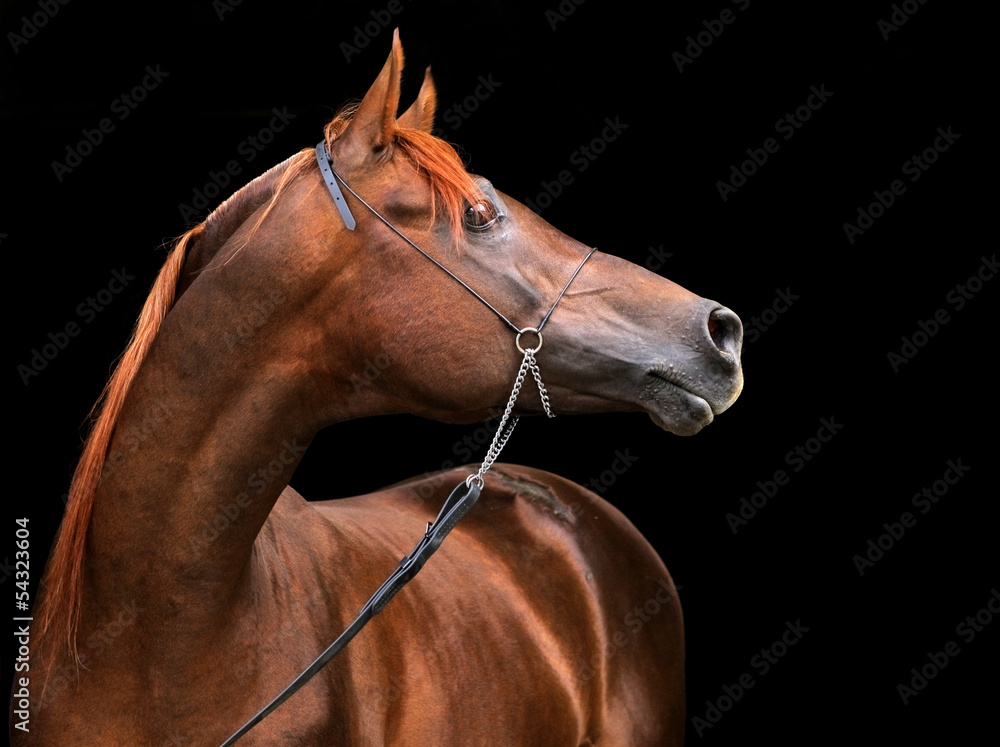Purebred Arabian Horse - obrazy, fototapety, plakaty 