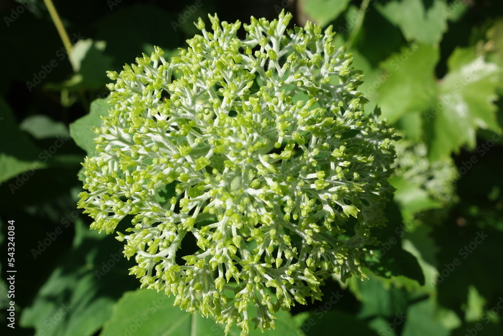annabelle hortensia annabelle hortensia