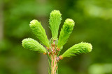 green fir buds